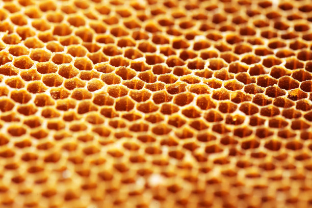 蜂窝蜂胶图片下载