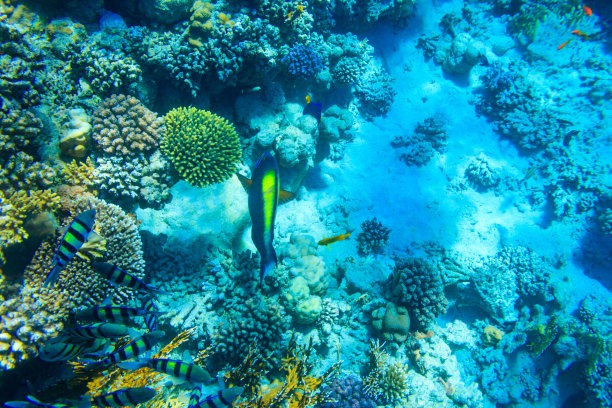 不同的热带鱼在红海的珊瑚礁在拉斯穆罕默德国家公园，在埃及西奈半岛图片下载