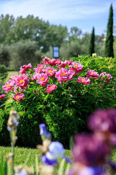 托斯卡纳乡村鸢尾花花园图片下载