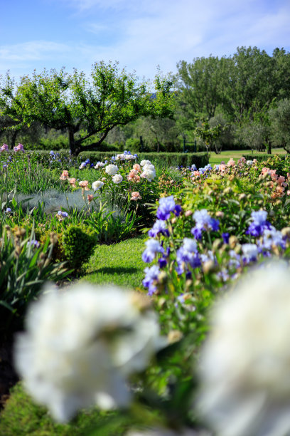 托斯卡纳乡村鸢尾花花园图片下载