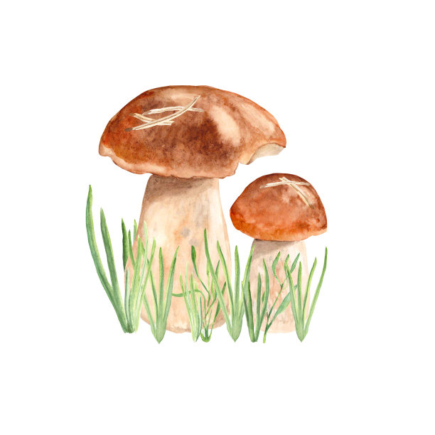 蘑菇水彩构图。分离在白色背景的牛肝菌。植物手绘插画。适合设计和装饰。图片下载