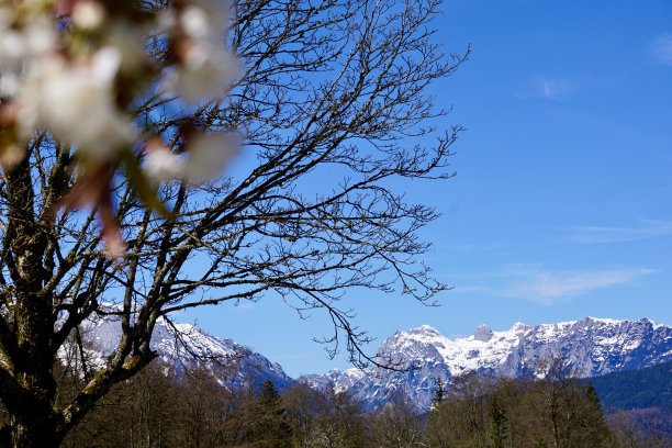 在阿尔卑斯山，春与冬相遇。白雪皑皑的山峰和常绿的树木。湛蓝的天空和白雪皑皑的山峰。春花失焦，雪山失焦。图片下载