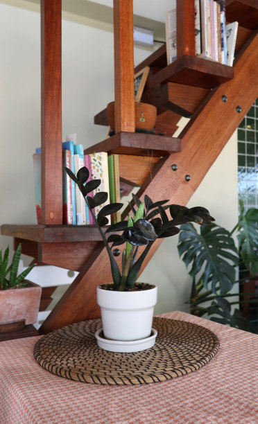 在餐桌上的白色花盆里种植西米瓜图片下载