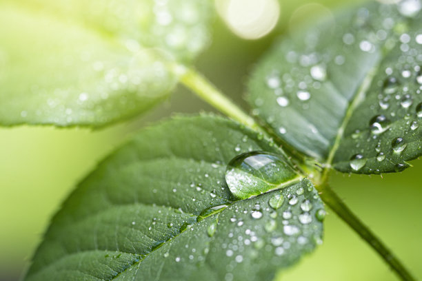 美丽的水滴雨后绿玫瑰叶子在阳光下，宏观，选择性聚焦。照片的纯净和清新的自然。图片下载
