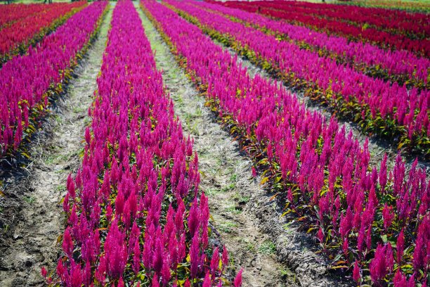 鲜艳的粉红色青衣花草地图片下载