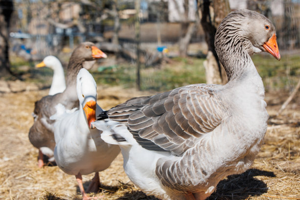 生态农场上行走的鹅的特写图片下载