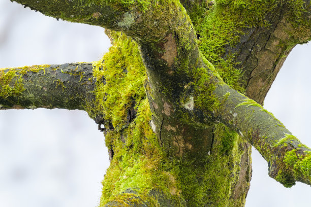 一棵长满苔藓的树的特写镜头图片下载