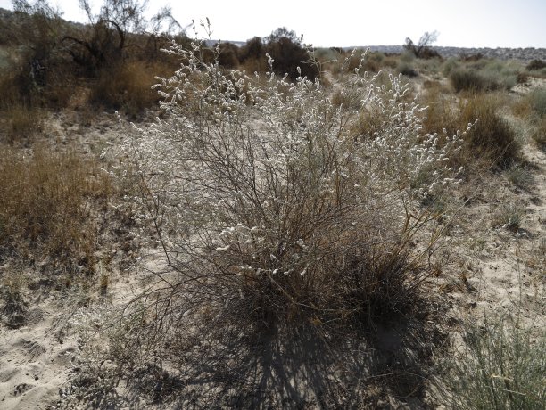 沙漠植物图片下载