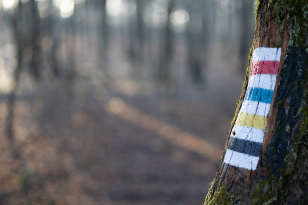 森林里画在树上的路标图片下载