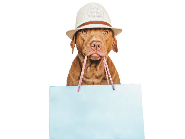 可爱的，漂亮的棕色小狗和购物袋图片下载
