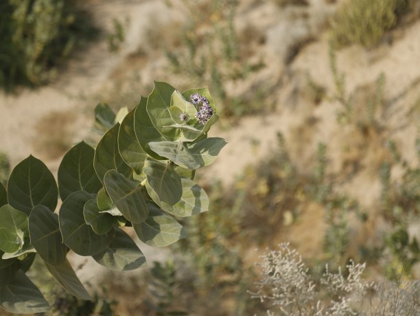 沙漠植物图片下载