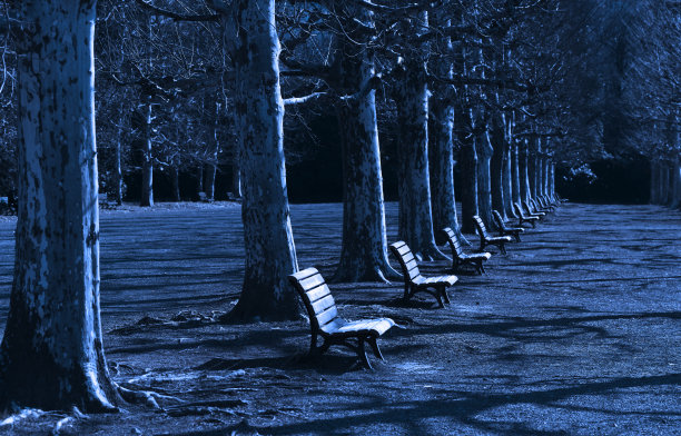 一排被月光照亮的梧桐树图片下载