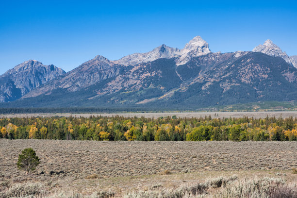 这张美丽的照片拍摄了一片充满秋天树木的田野，背景是一座山。图片下载
