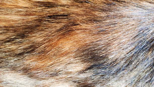 猫的头发图片下载