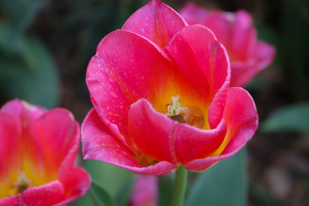 微距花朵图片下载