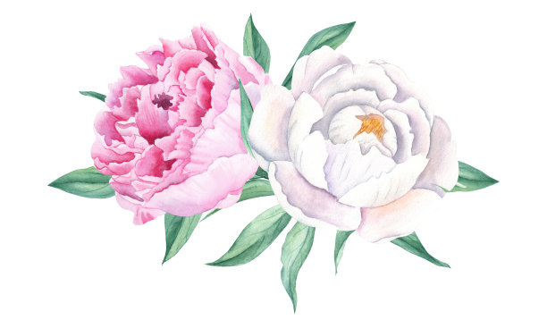 水彩牡丹花束孤立在白色背景。手绘组合的白色和粉红色的花朵和绿色的叶子。可用于贺卡、婚礼请柬、保存日期、织物印花。图片下载