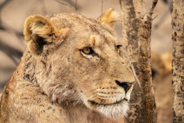 以树枝为背景的雌狮子特写图片下载