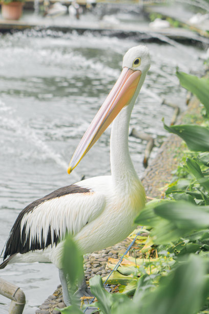 一只鹈鹕栖息在湖边图片下载