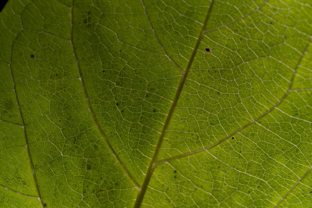 叶片微距摄影图片下载