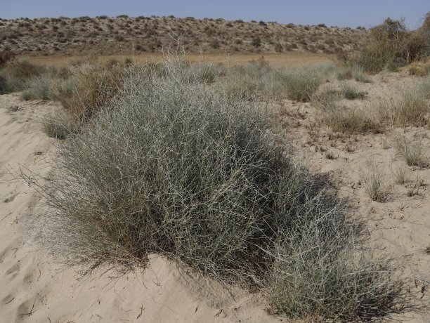 沙漠植物图片下载