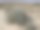 沙漠植物图片下载