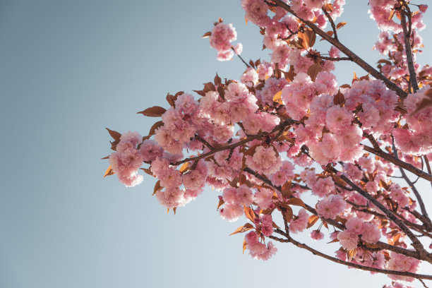 春天的樱桃树图片下载