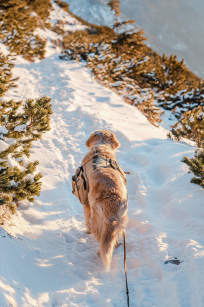 在德国巴伐利亚的一座高雪山上，一只背着背包的金毛猎犬图片下载