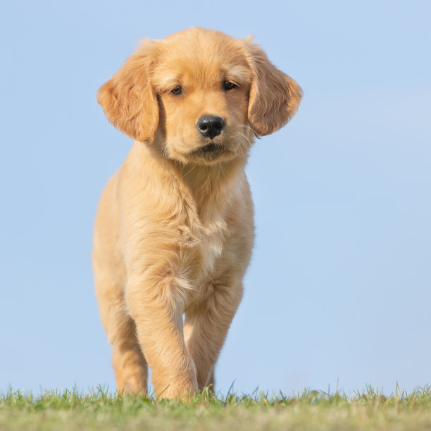 这只可爱的金毛猎犬小狗的垂直特写。图片下载