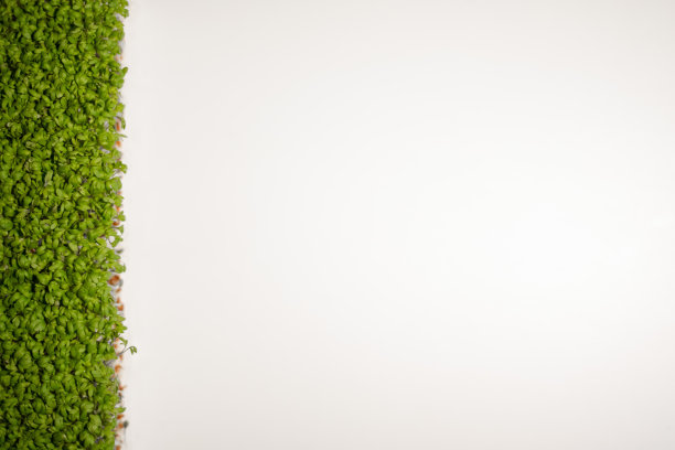 微绿色芽，白色底色。放置文本的地方图片下载