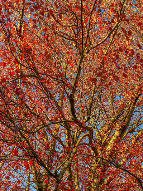 秋天的颜色图片下载