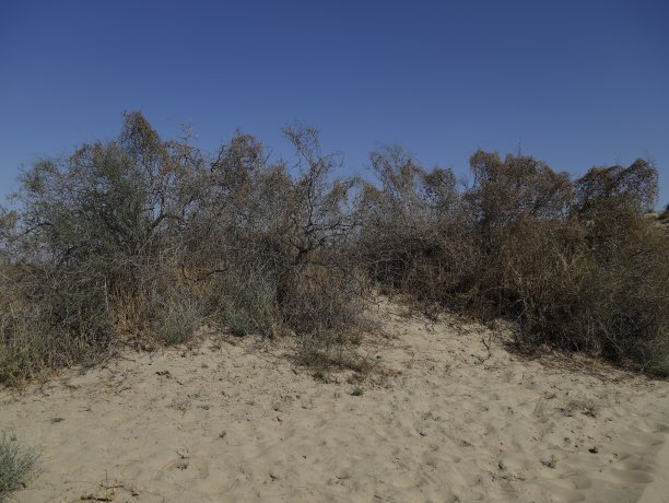 沙漠植物图片下载