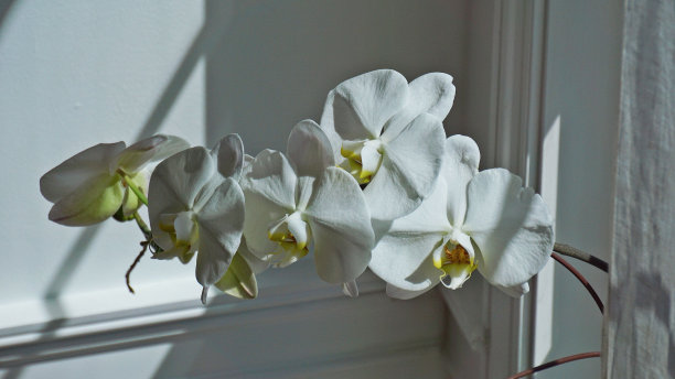白色蝴蝶兰在房子里图片下载