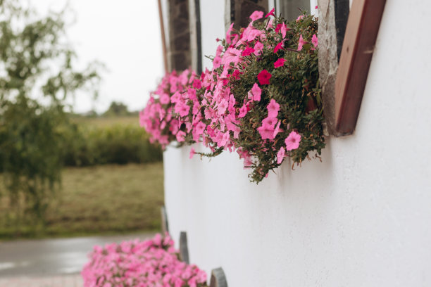 室外一盆粉色小花特写图片下载