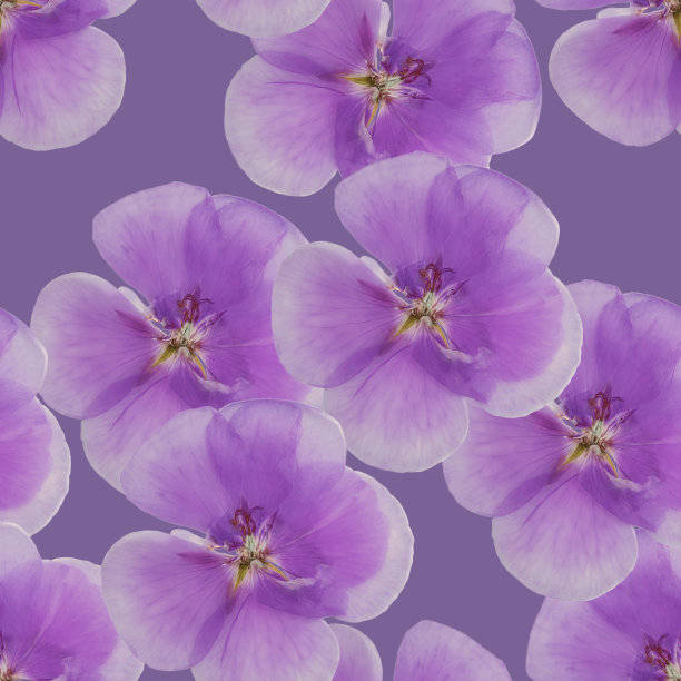 天竺葵,天竺葵属植物。插图，花的纹理。用于连续复制的无缝模式。花卉背景，照片拼贴纺织品，棉织物。用于墙纸，封面，打印。图片下载