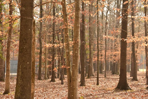 秋天彩色树叶的森林图片下载