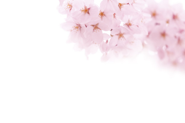 白色上的粉色樱花图片下载