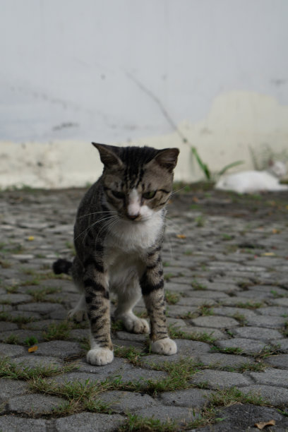 有黑色和灰色条纹的公猫图片下载