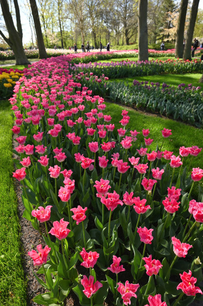 荷兰郁金香盛开图片下载