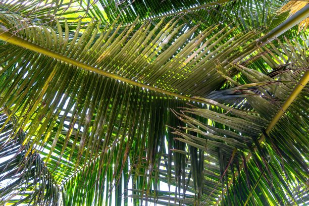 棕榈树的绿叶背景图片下载