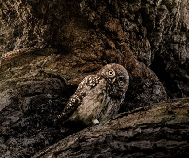 猫头鹰在树上的特写镜头图片下载
