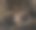 猫头鹰在树上的特写镜头图片下载