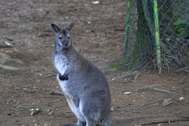 在欧洲西班牙坎塔布里亚的卡巴塞诺自然公园里，一只小袋鼠趴在地上向前看的美丽肖像图片下载