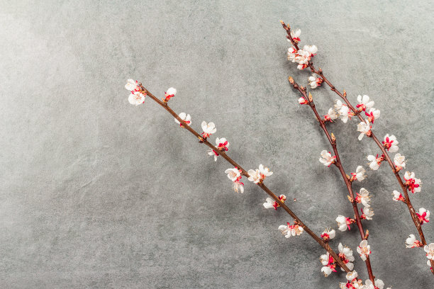 盛开的杏子枝孤立在白色背景上。贺卡，传统的春花图片下载