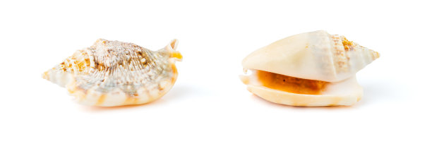 白色上分离的海螺贝壳图片下载