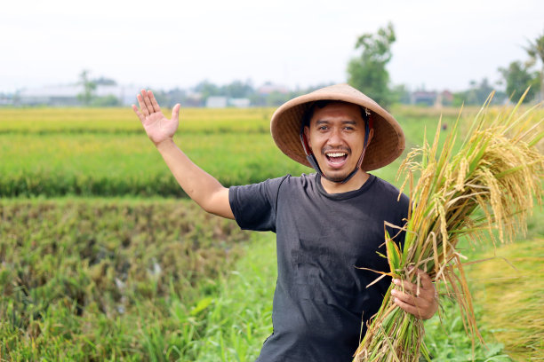 快乐的年轻亚洲农民在稻田收割水稻。抱着一束水稻，展示自己的稻田，对丰收的概念感到高兴图片下载