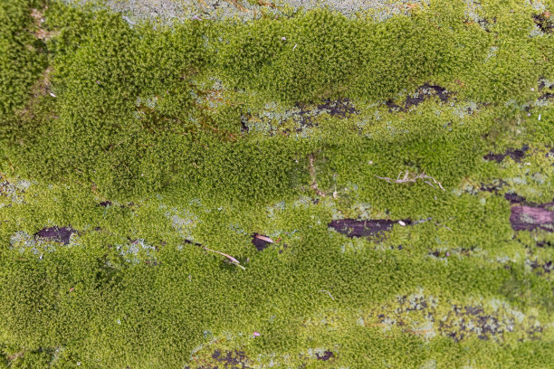 苔藓在树上的特写。自然的生活背景。树皮与苔藓的特写图片下载