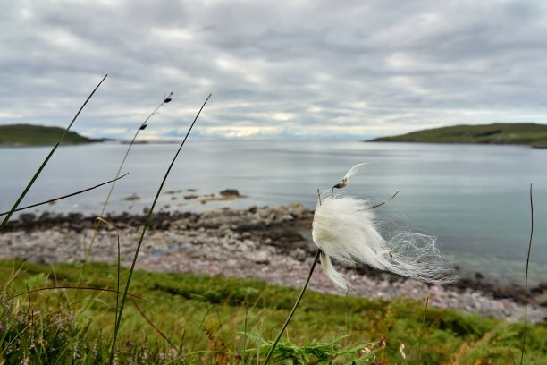 这是苏格兰高地海岸上随风飘动的棉花草的特写图片下载