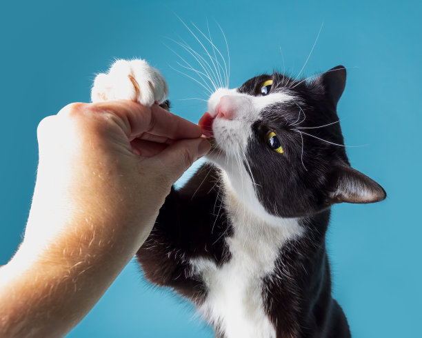 一只黑白相间的猫正在吃人手里的健康食物，还伸出舌头图片下载