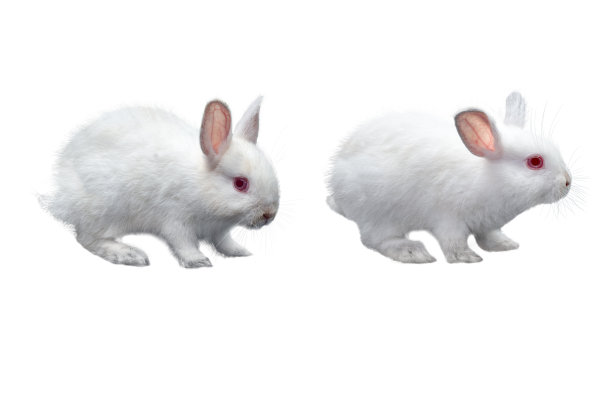 小白兔图片下载