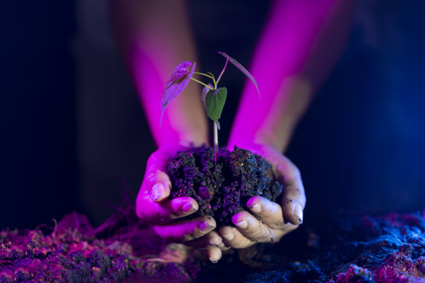 女人手握幼嫩栽培的植物。农业、园艺或生态概念。图片下载